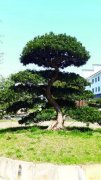 518｜第二届中国如皋国际石材取配备展即将看完